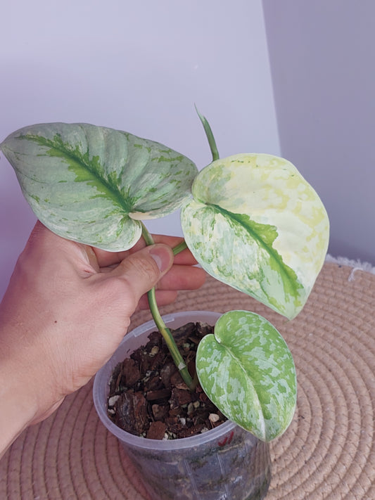 Scindapsus Exotica Variegated (1)
