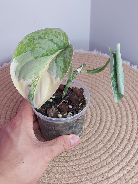 Scindapsus Exotica Variegated (2)