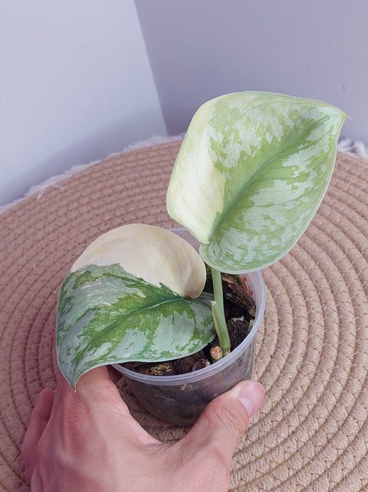 Scindapsus Exotica Variegated (3)