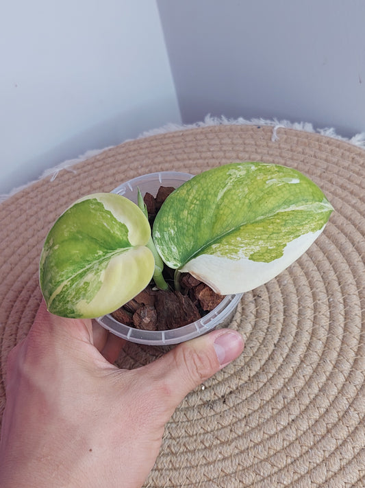 Scindapsus Jade Satin Variegated (1)