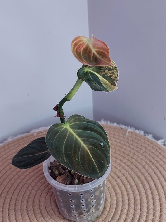 Philodendron Melanochrysum Variegated (1)