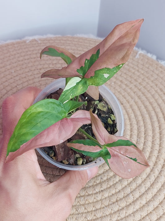 Syngonium Red Spot Tricolour (1)