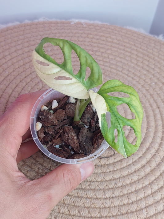 Monstera Monkey Mask Variegated (1)