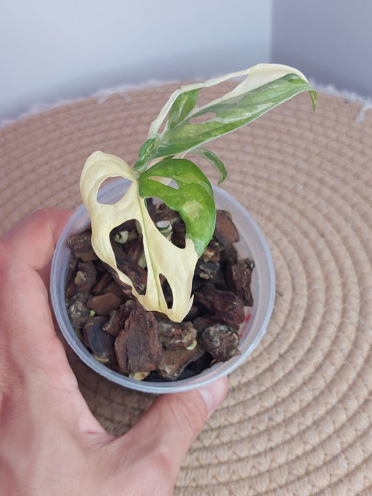 Monstera Monkey Mask Variegated (2)