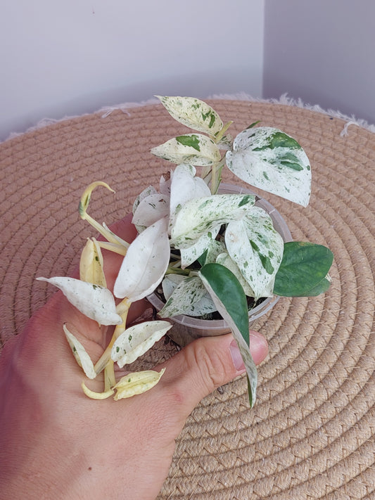 Epipremnum Pinnatum Marble (1)
