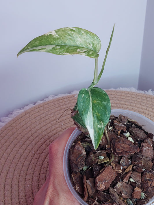 Epipremnum Pinnatum Albo (1)