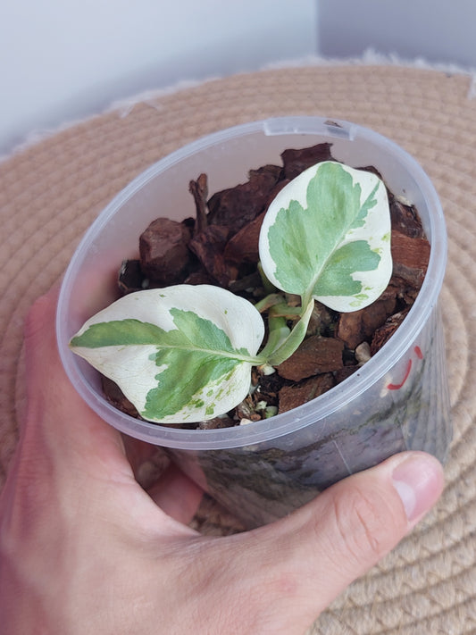 N’joy Pothos