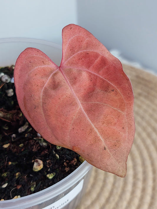 Anthurium Papillilaminum Mint _ 1