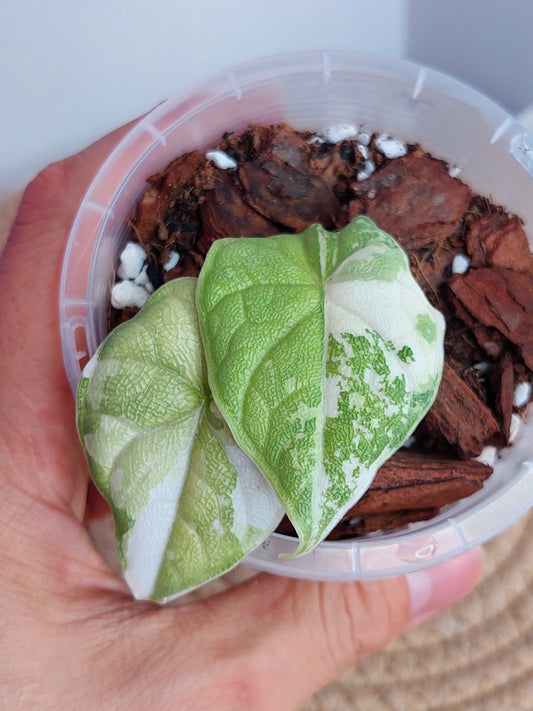 Alocasia Melo Albo Variegated _ 1