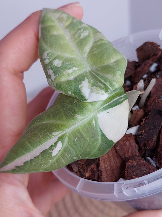 Alocasia Maharani Variegated _ 1