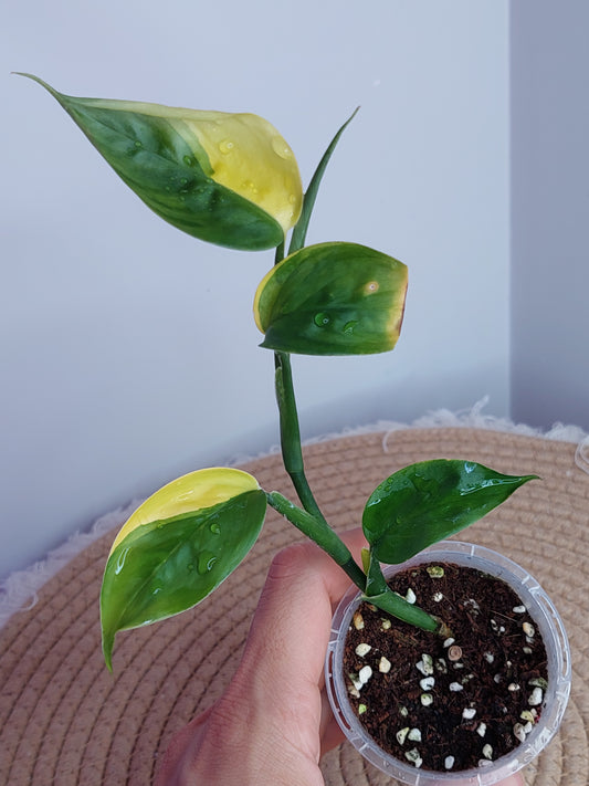 Scindapsus Perakensis Neon _ 1