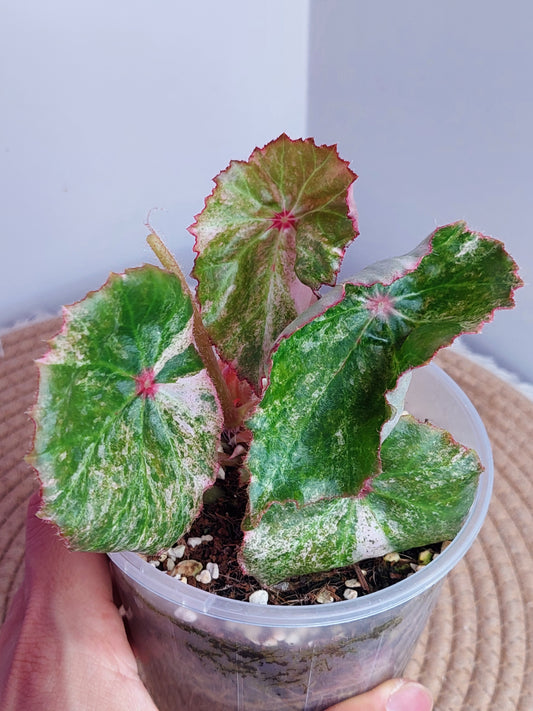 Begonia Rouge Variegated _ 1
