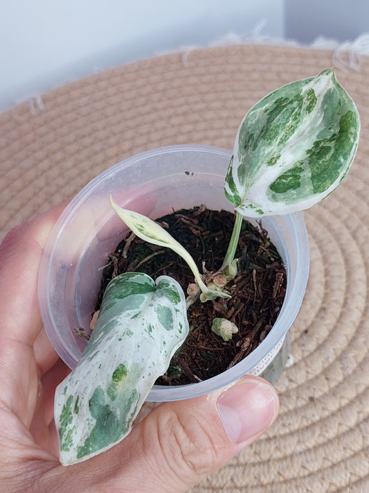 Scindapsus Silver Splash Variegated _ 1
