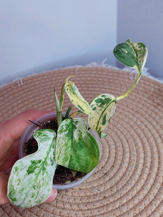 Scindapsus Silver Cloud Variegated _ 1