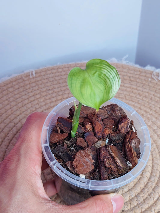Scindapsus White Monster _ 1