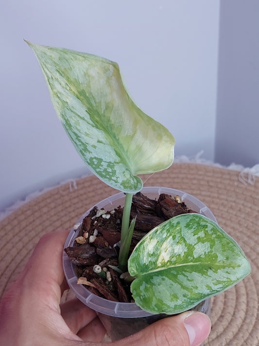 Scindapsus Exotica Variegated _ 1