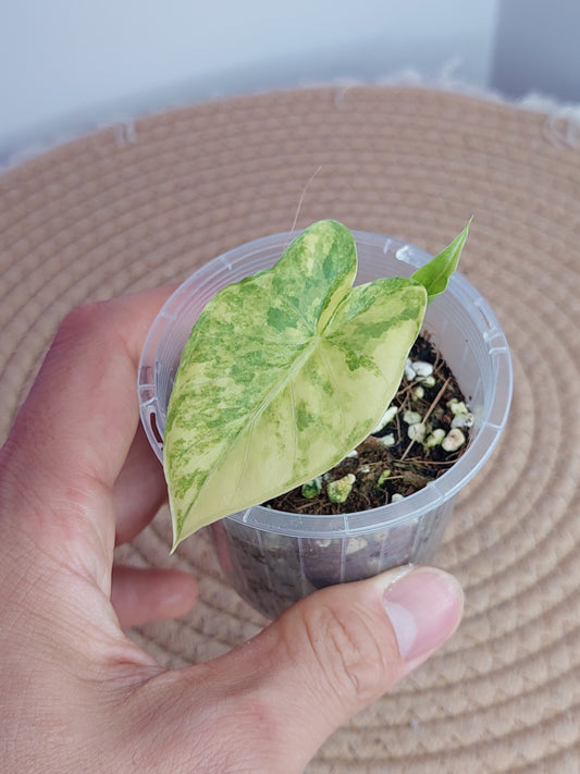 Alocasia Gageana Aurea Variegated _ 2
