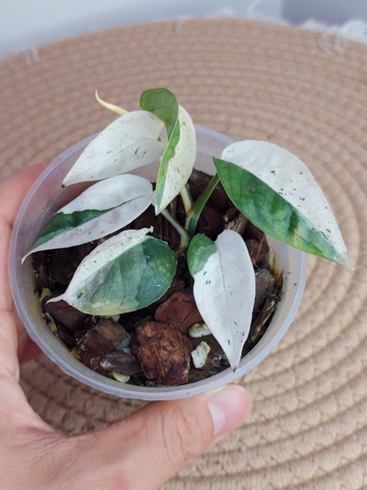 Epipremnum Pinnatum Marble _ 1