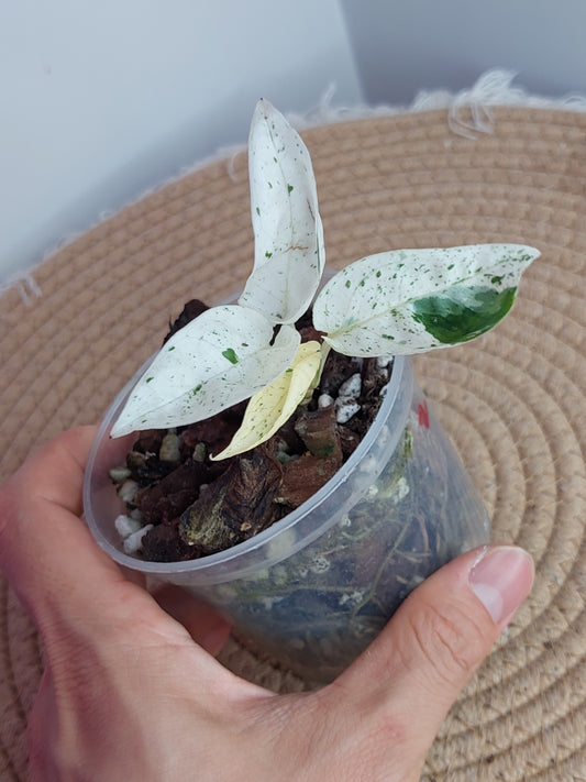 Epipremnum Pinnatum Marble _ 2