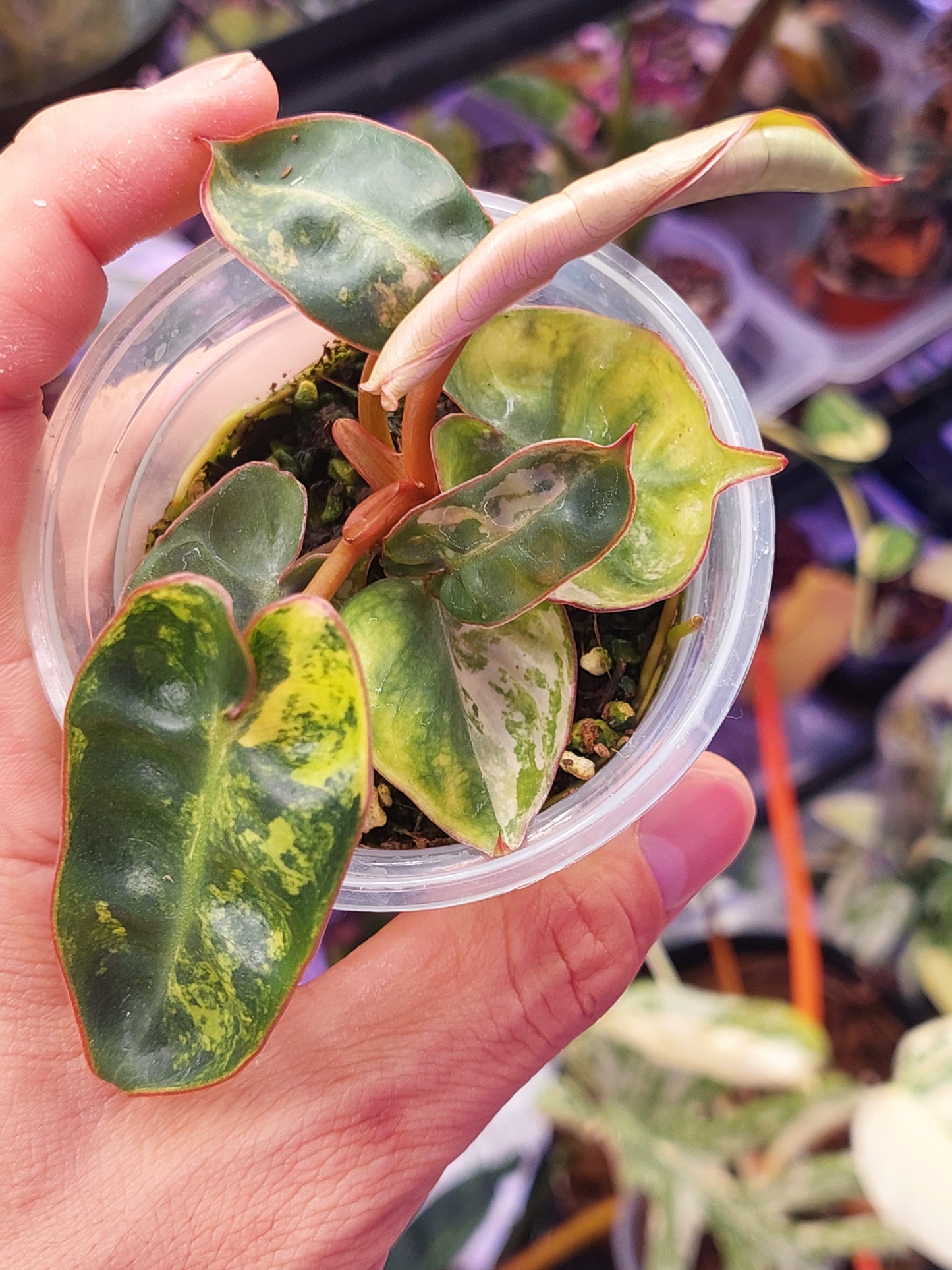Philodendron Billietiae Variegated 1