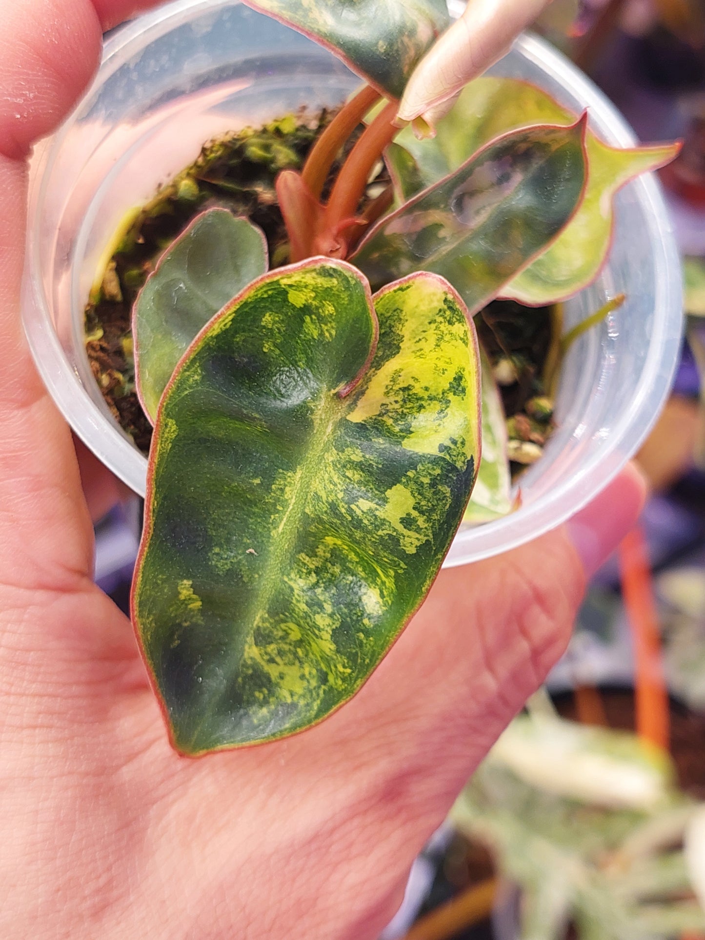 Philodendron Billietiae Variegated 1