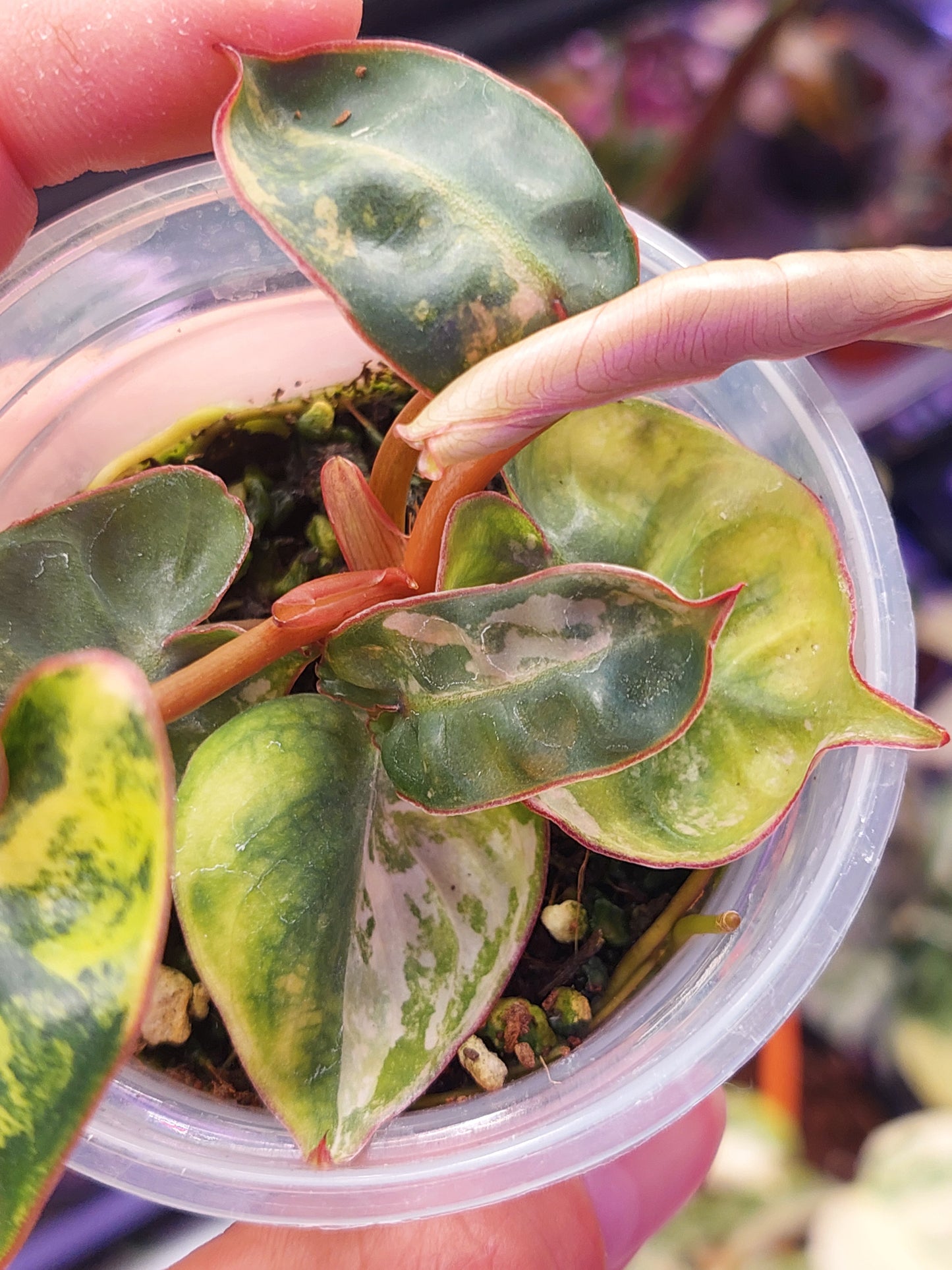 Philodendron Billietiae Variegated 1