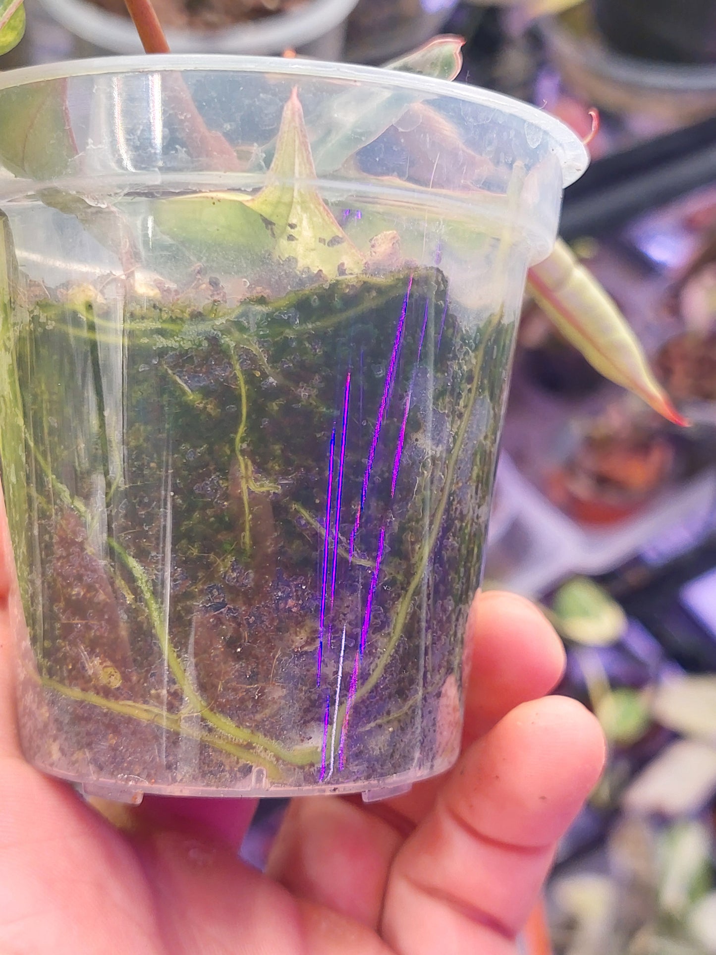 Philodendron Billietiae Variegated 1