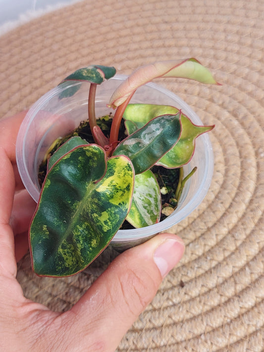 Philodendron Billietiae Variegated 1