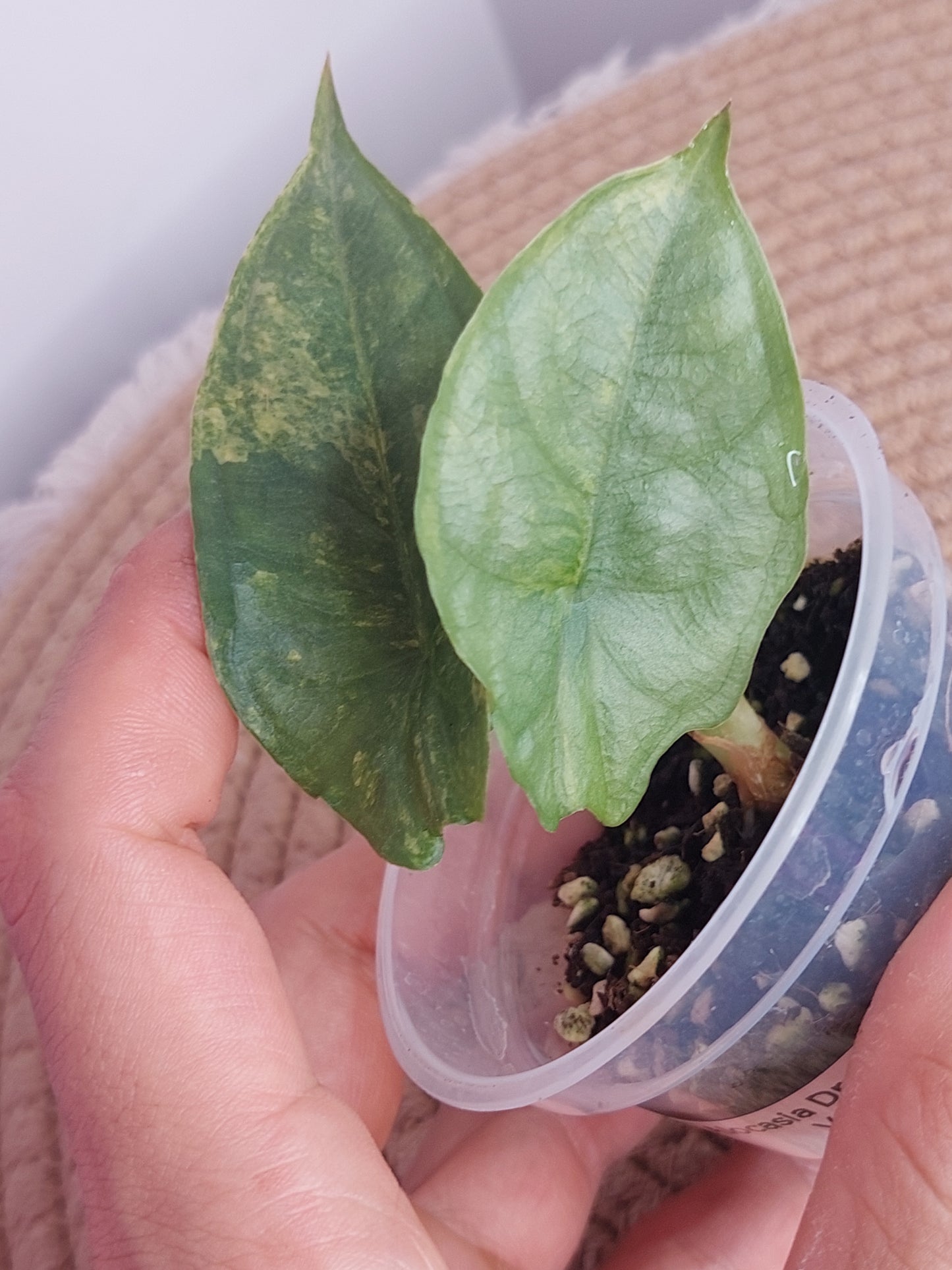 Alocasia Dragon Breath Variegated 1