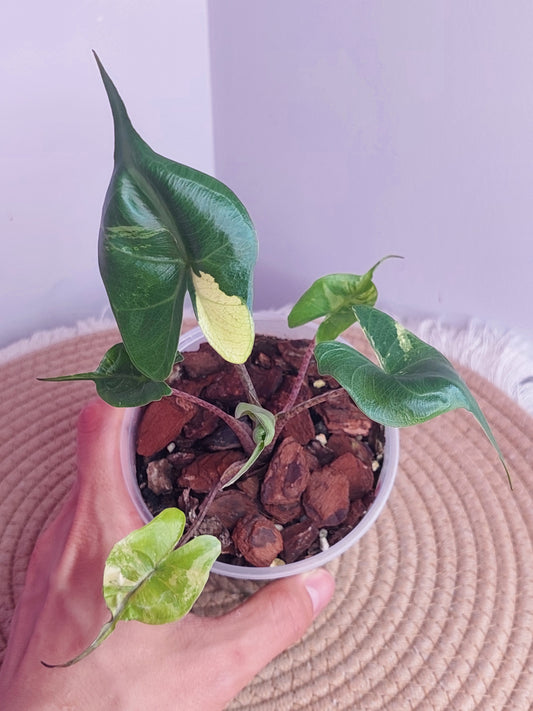 Alocasia Stingray Variegated 1