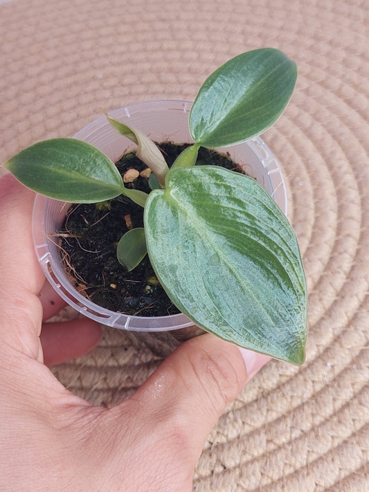 Philodendron Spiritus Sancti 1