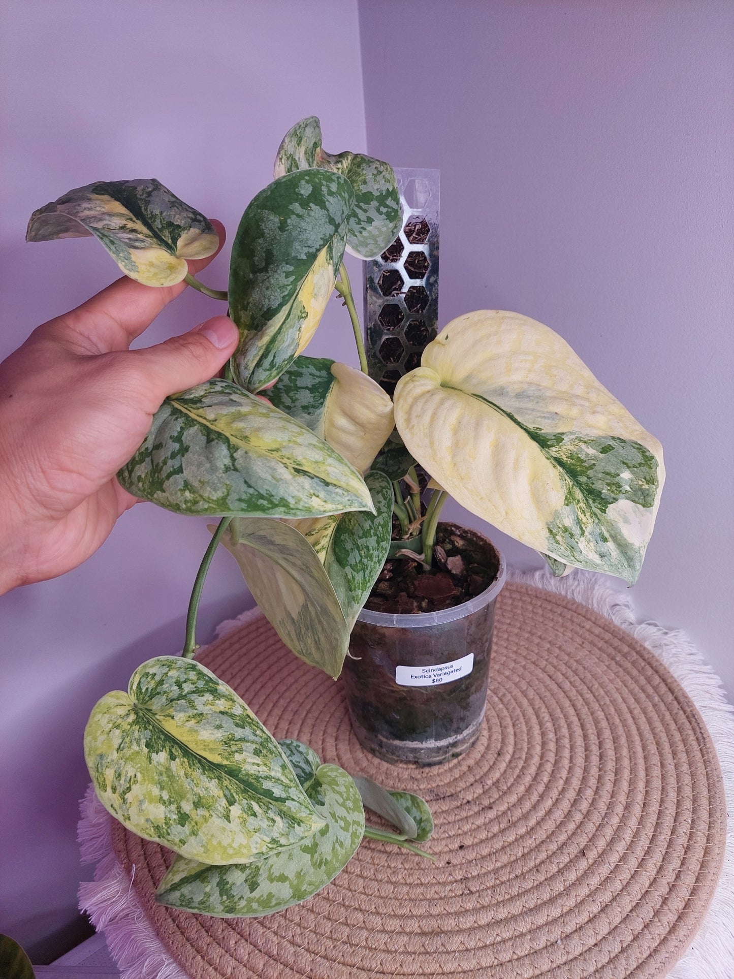 Scindapsus Exotica Variegated 1