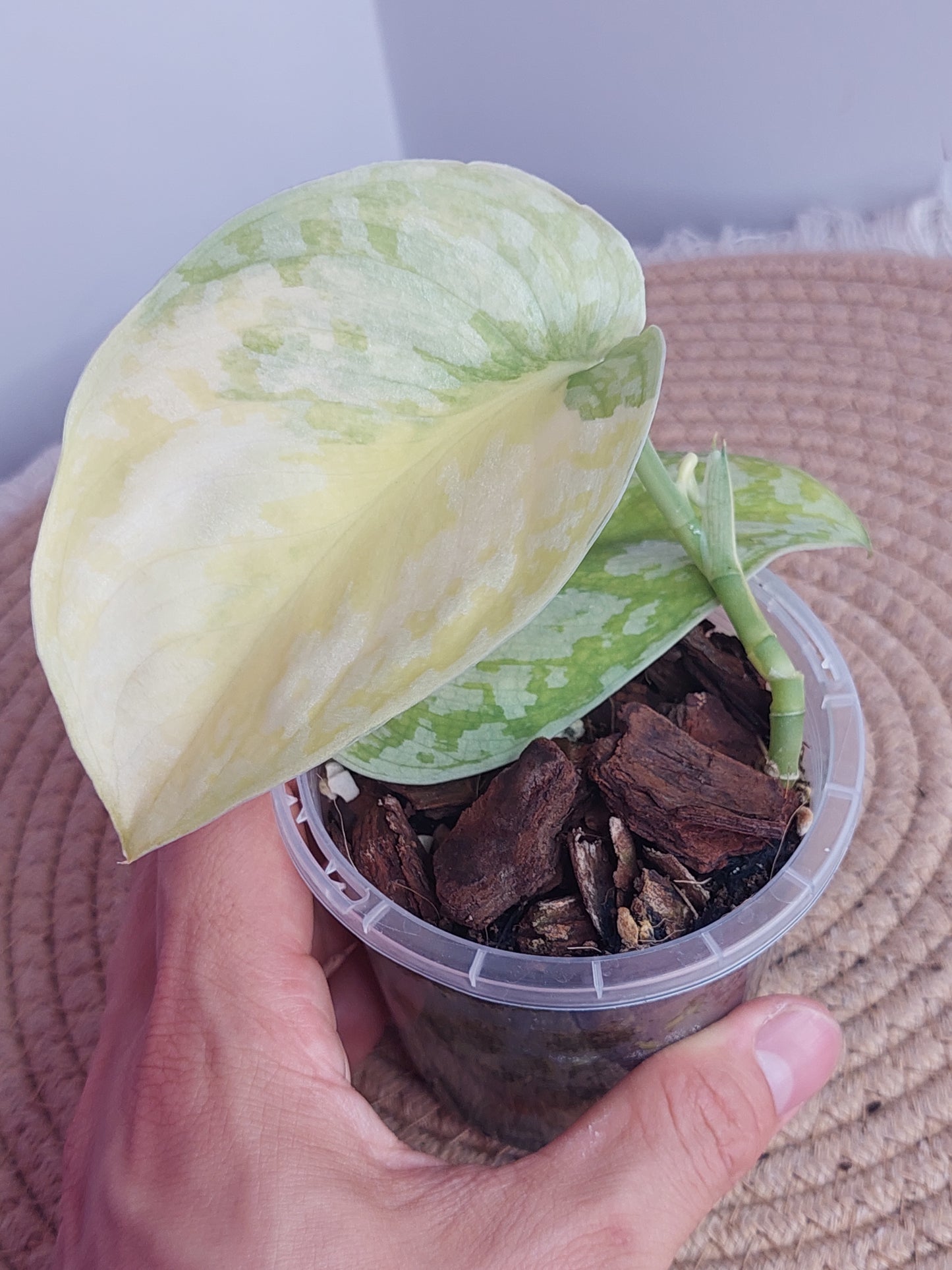 Scindapsus Exotica Variegated 2