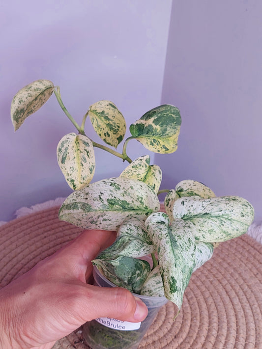 Scindapsus Creme Brulee Variegated 1