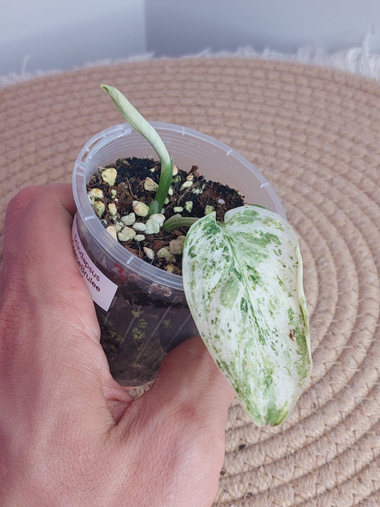 Scindapsus Creme Brulee Variegated 2