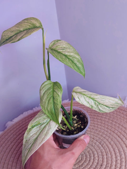 Scindapsus Longistipitatus Marble 1