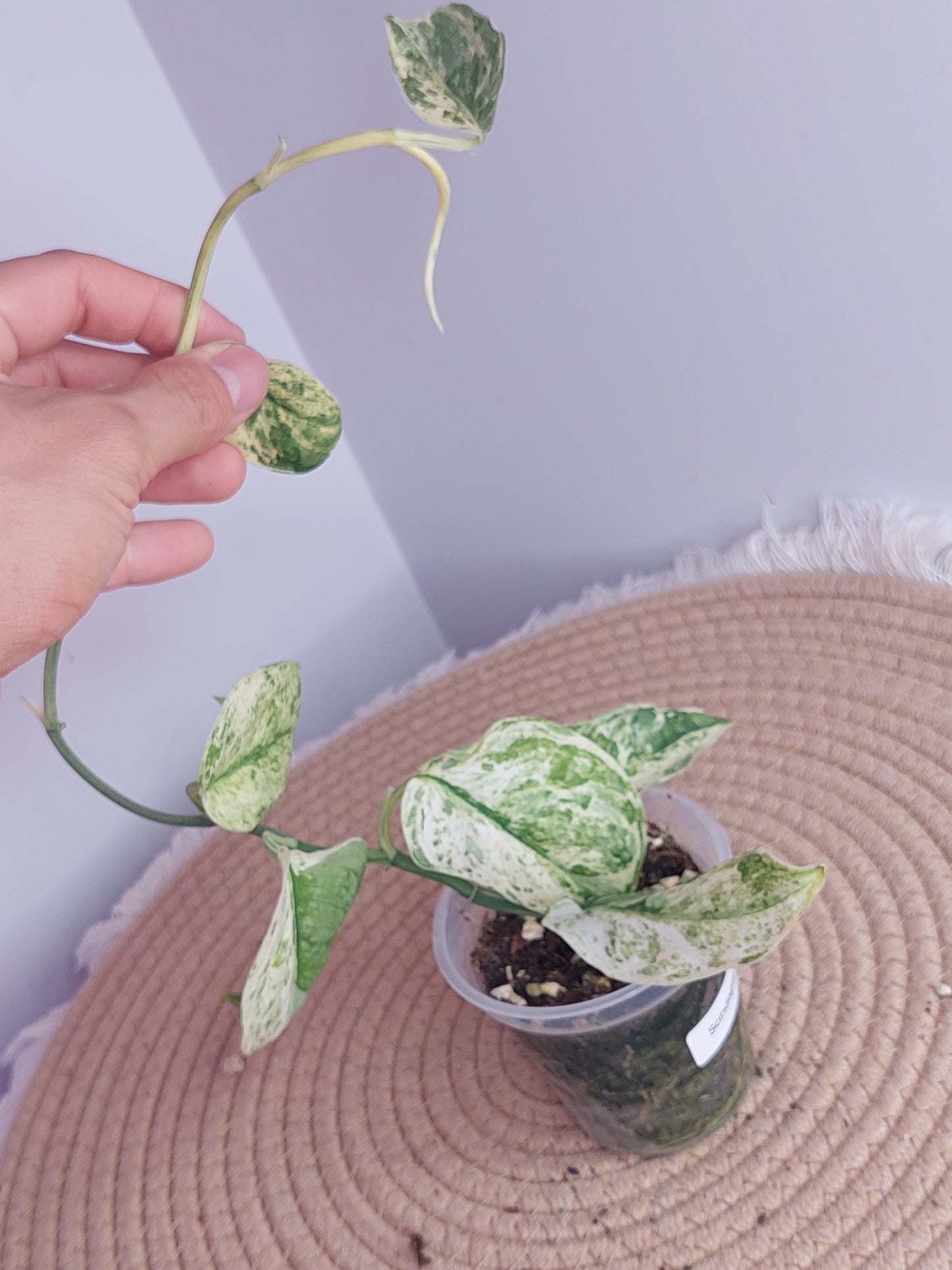 Scindapsus Silver Cloud Variegated 1