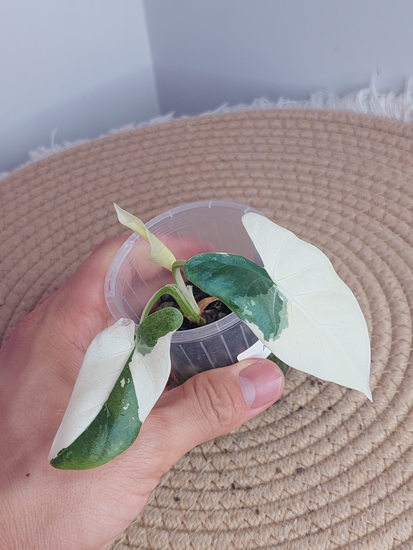 Alocasia Macrorrhiza Variegated 1