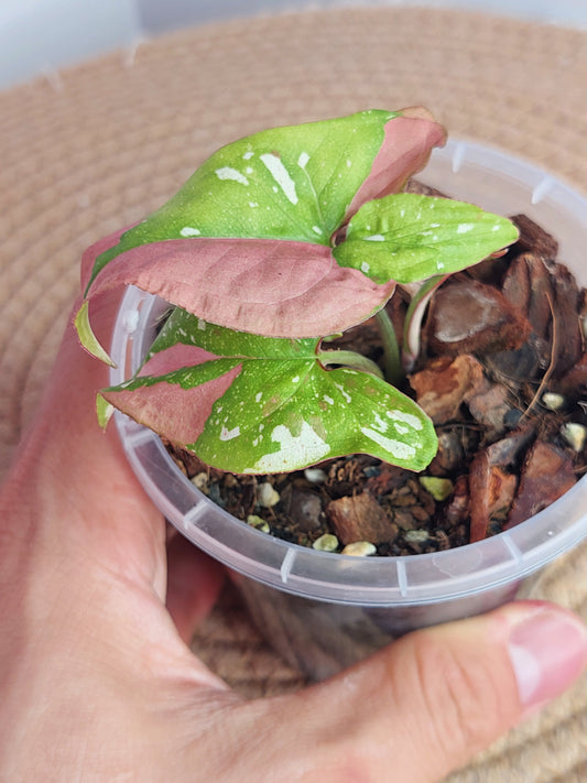 Syngonium Red Spot Tricolour 1