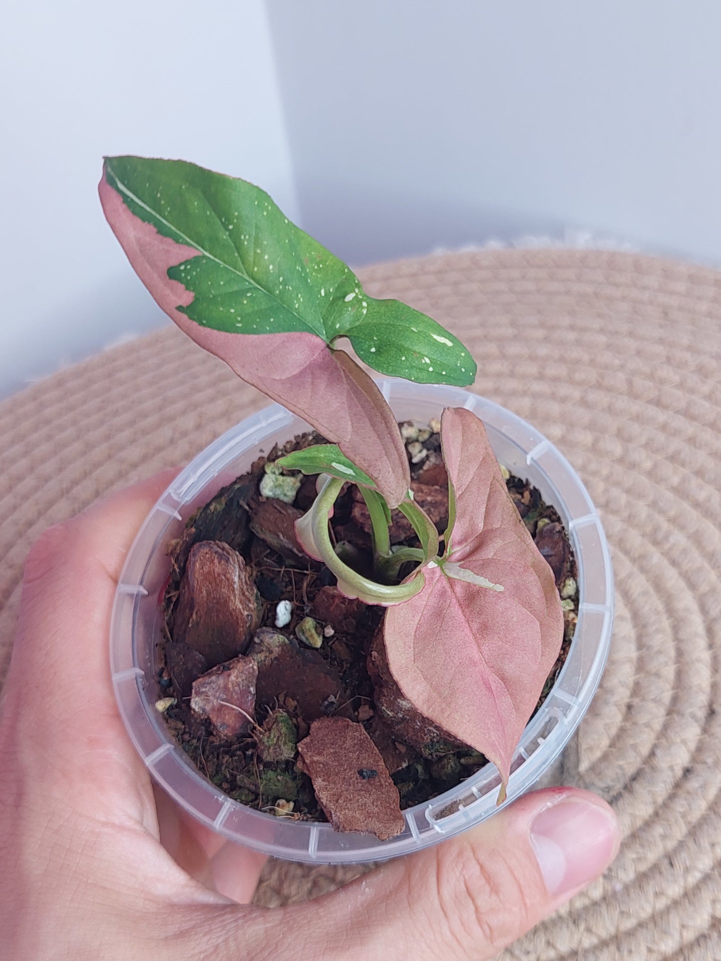 Syngonium Red Spot Tricolour 2