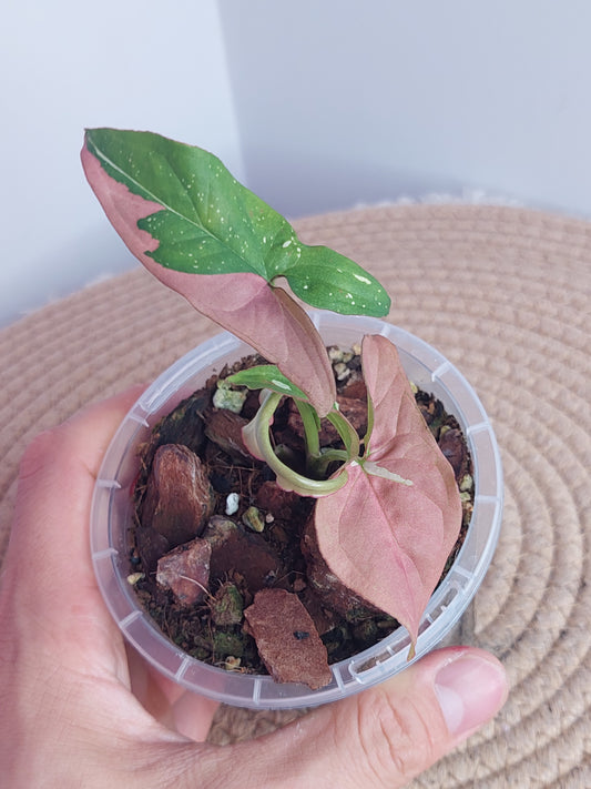 Syngonium Red Spot Tricolour 2