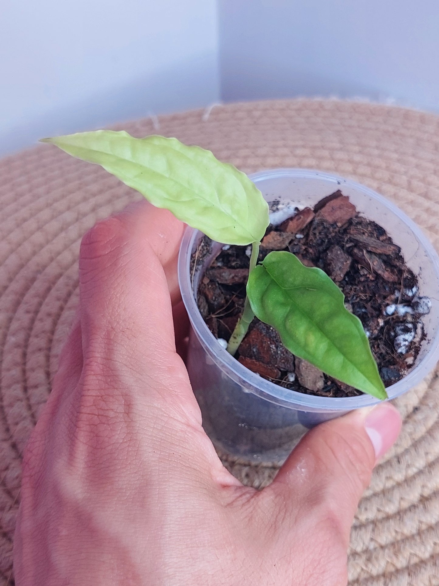 Monstera Obliqua Peru 1