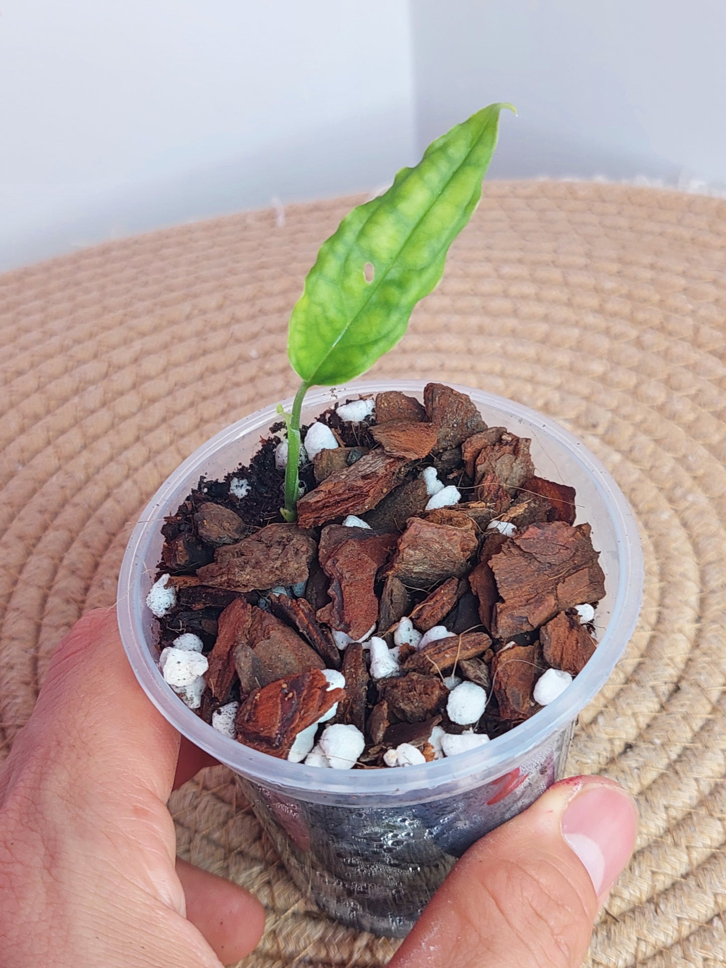 Monstera Obliqua Peru 2