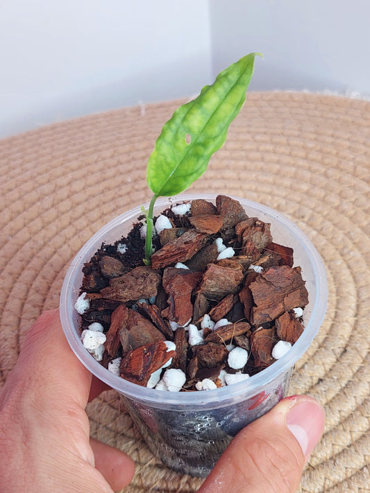 Monstera Obliqua Peru 2