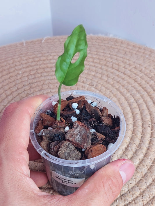 Monstera Obliqua Peru 3