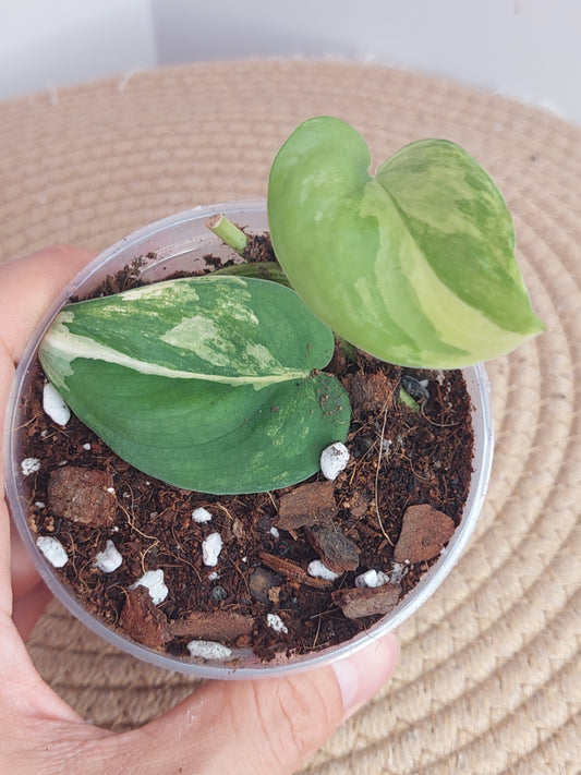 Scindapsus Jade Satin Variegated 2