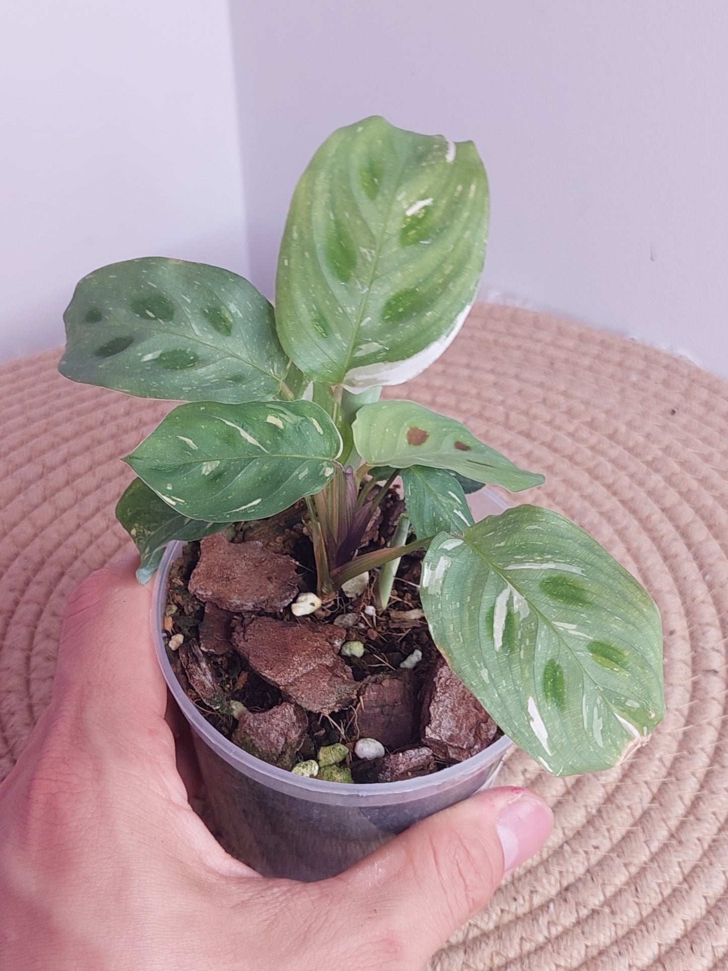 Prayer Plant(Maranta) Variegated 2