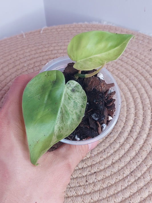 Philodendron Heartleaf Variegated 2
