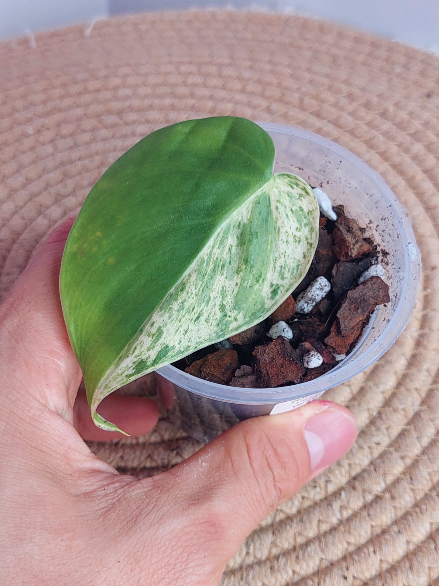 Philodendron Heartleaf Variegated 3