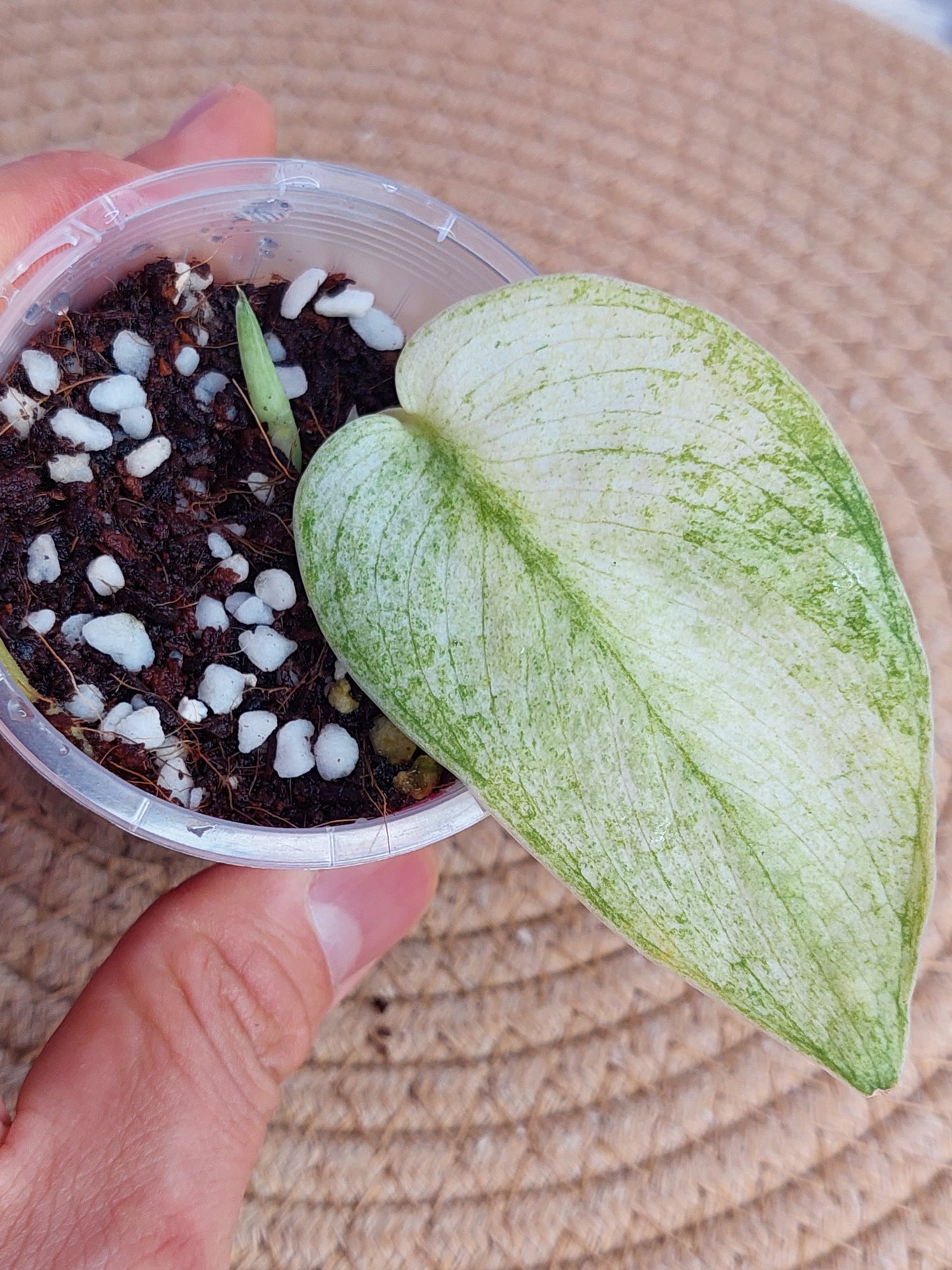 Scindapsus Jade Satin Marble - 1